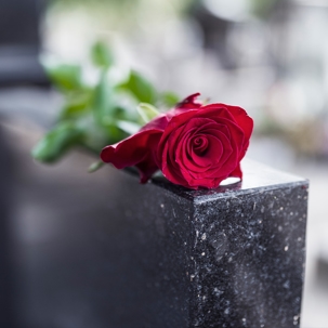 Rose on gravestone